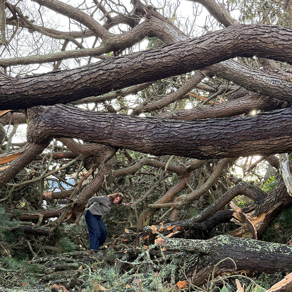 Fragrance Workshop Update – Monday 12th January 2026