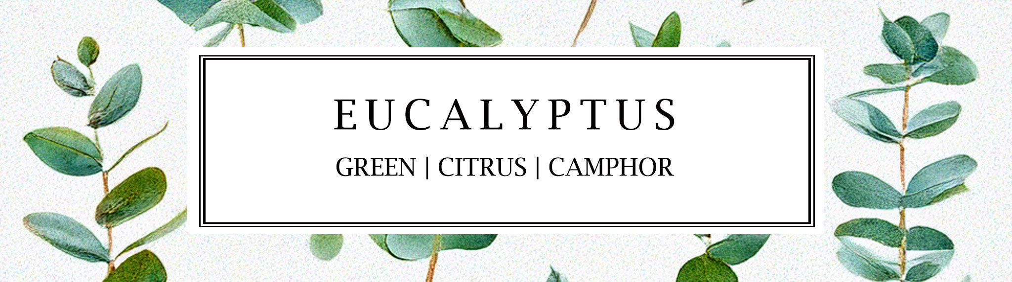 A collection of candles, diffusers, and home fragrance products from Parkminster Home Fragrance Co, featuring the invigorating scent of 100% essential oil Eucalyptus.