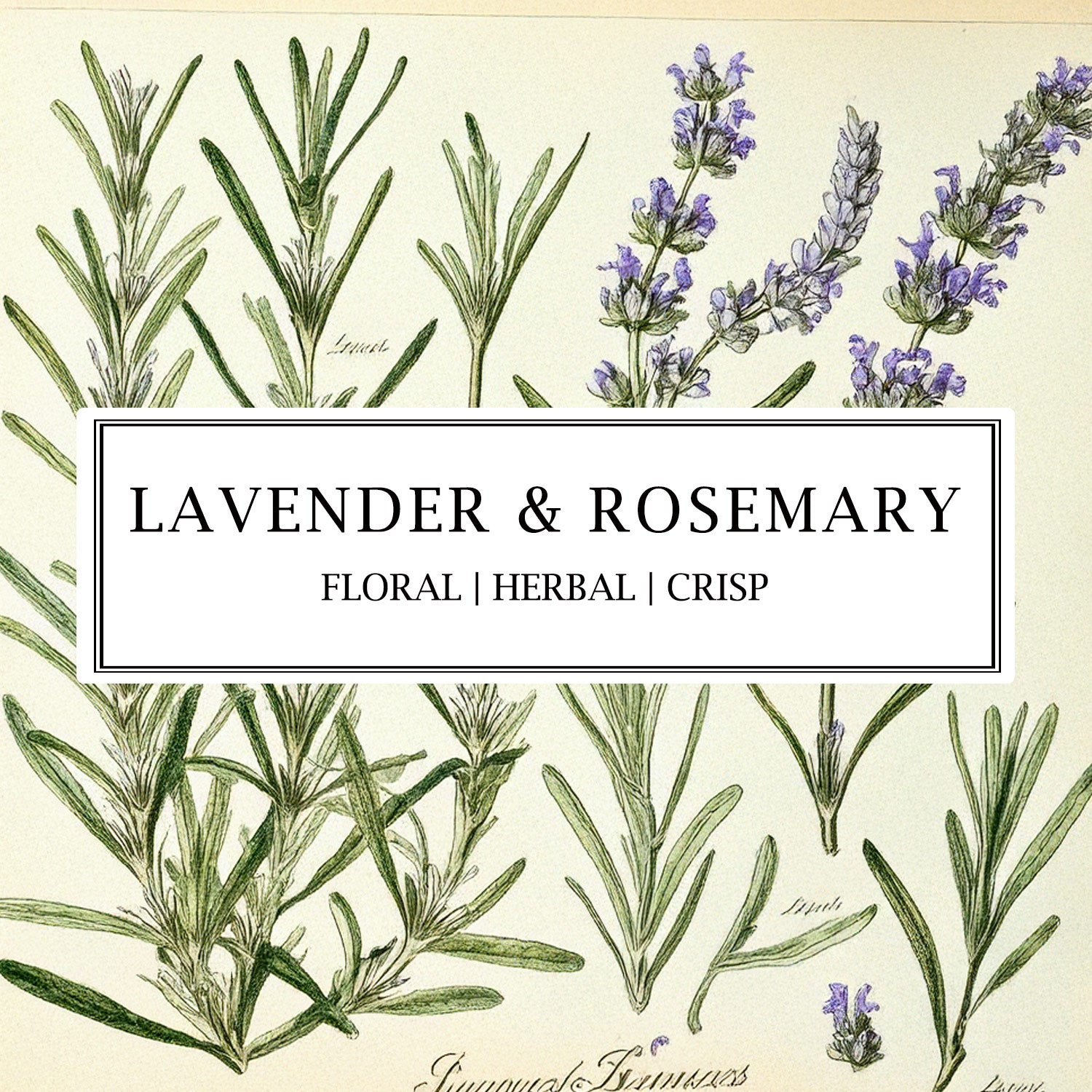 Parkminster Lavender & Rosemary essential oil reed diffusers & room mists – a natural, plant-based home fragrance for a refreshing and soothing atmosphere.