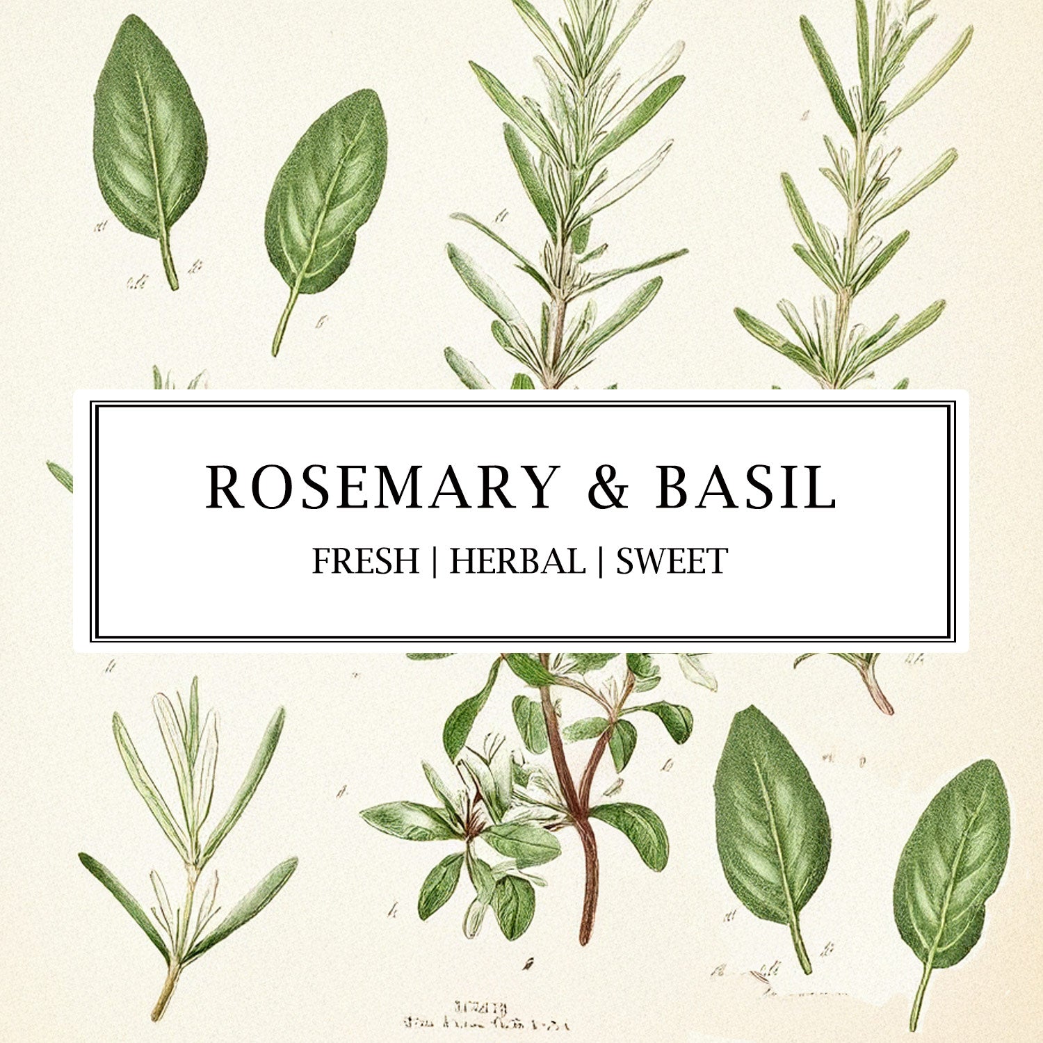 Rosemary & Basil fragrance collection – natural soy wax candle, reed diffuser, and room mist with pure essential oils.