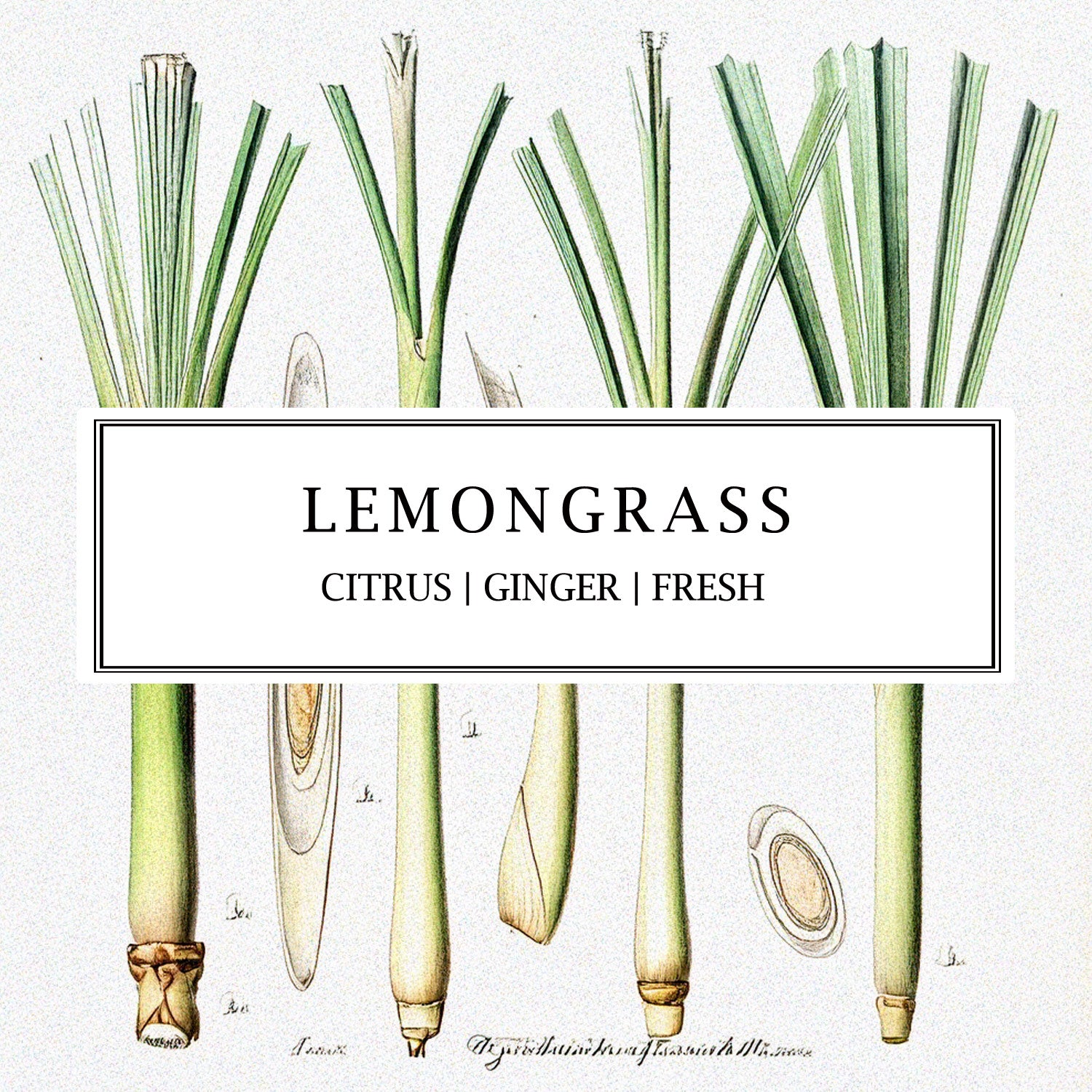 Parkminster Lemongrass reed diffuser with 100% natural essential oils, filling the room with a fresh, uplifting scent. A perfect addition to your home fragrance collection.