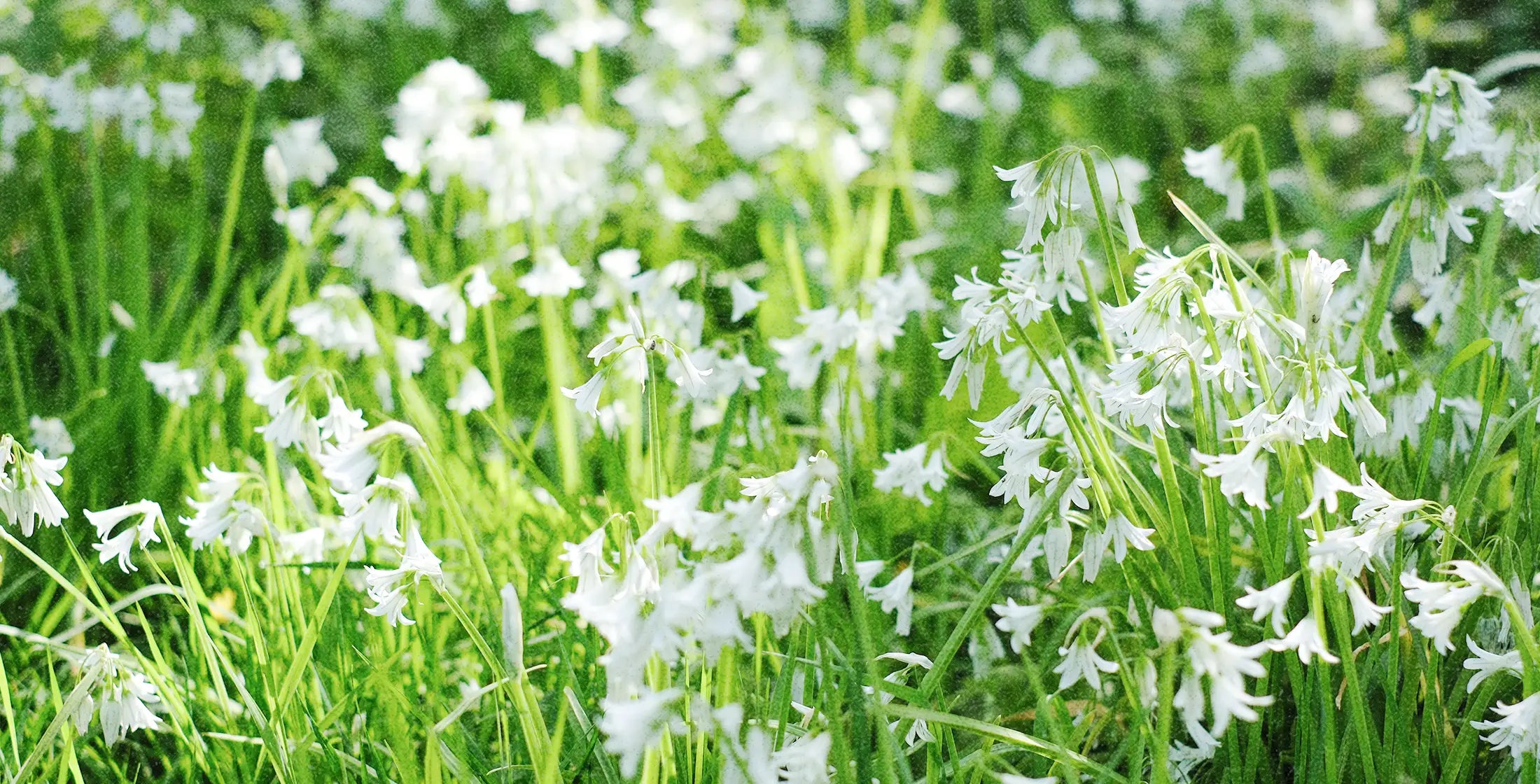 Fresh wild garlic flowers and bluebells in a lush green woodland setting