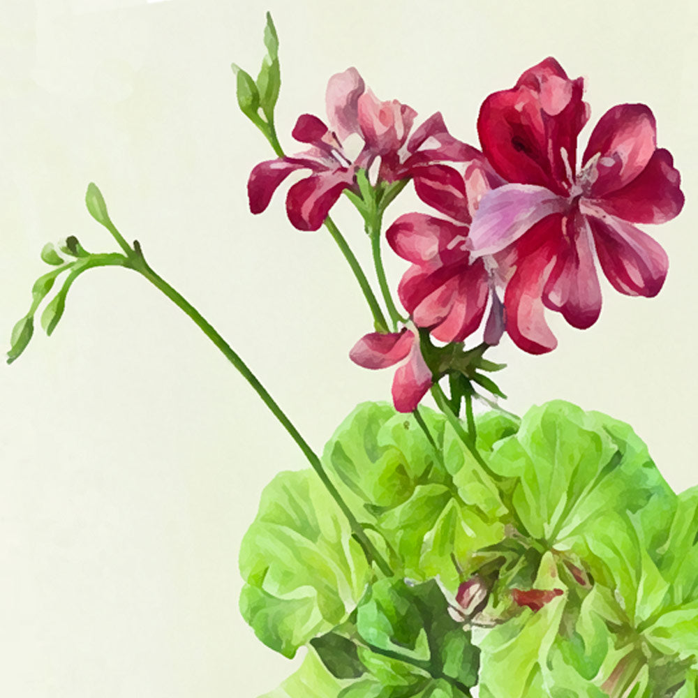 Embrace Tranquility with Parkminster's Rose Geranium Fragrance: A Botanical Haven in Your Home