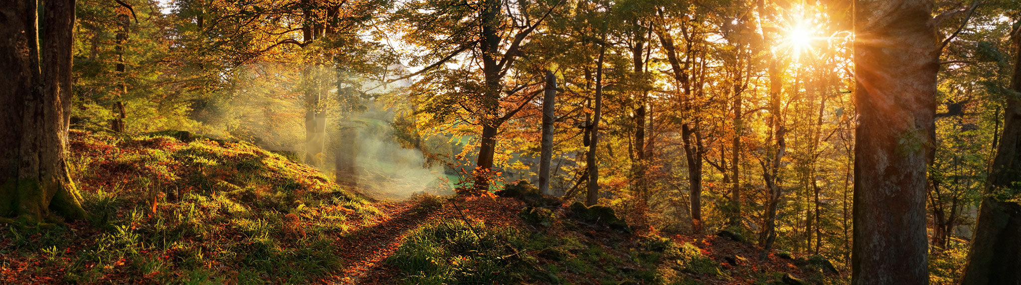 the Parkminster Woodland scent is earthy & smokey with notes of oak, hickory and wet leaves. Perfect for transporting you to autumnal memories of your childhood.