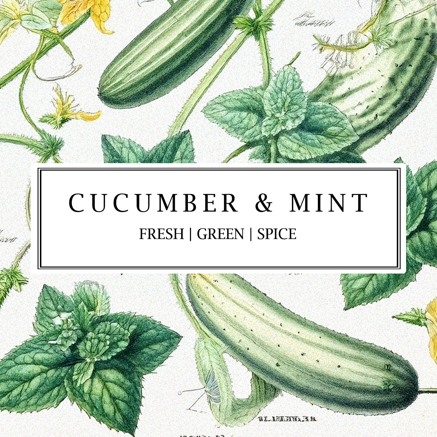 Cucumber & Mint fragrance collection featuring hand-made soy wax candles, reed diffusers, and room mists with refreshing cucumber and invigorating mint notes.