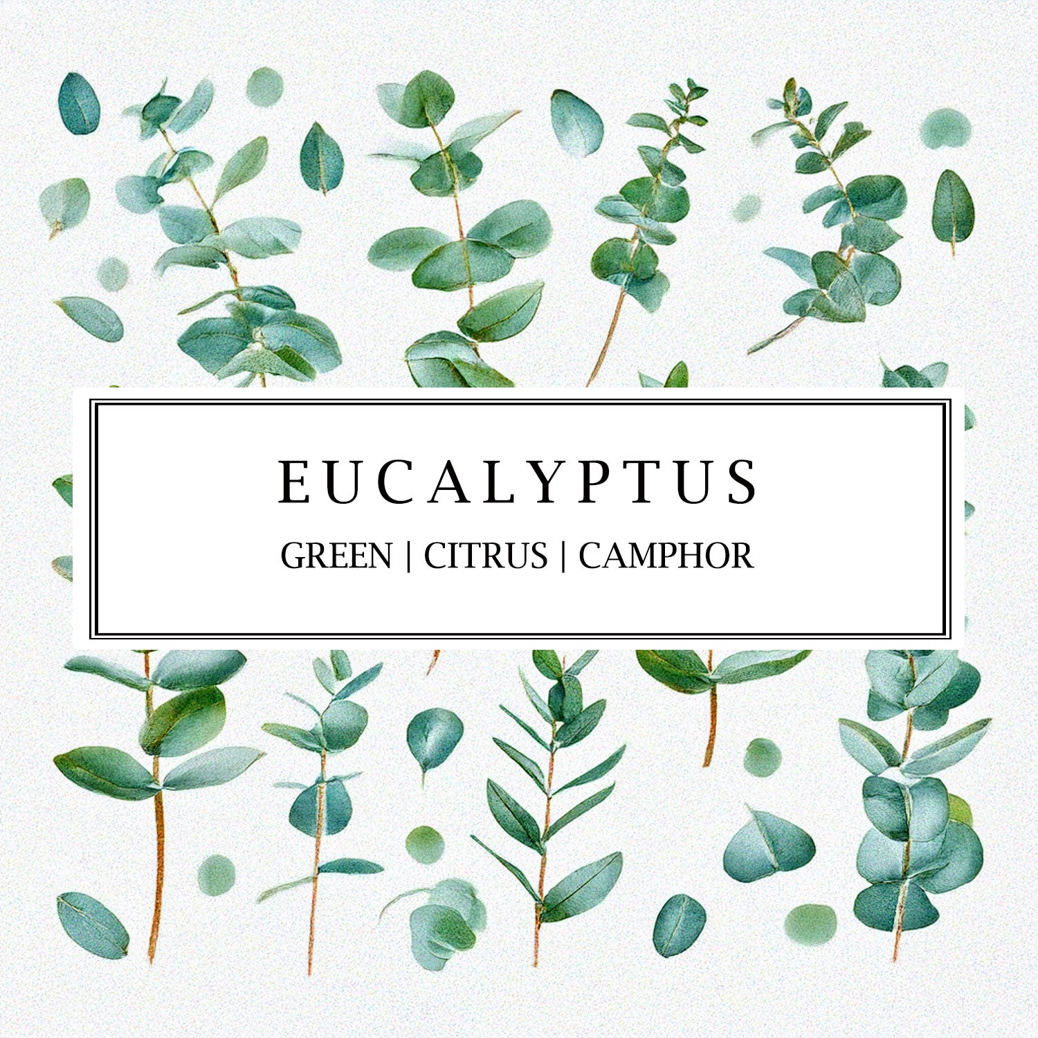 Explore Parkminster's Eucalyptus fragrance collection: 100% essential oil candles, diffusers, and more. Refresh your home with natural, uplifting scents.