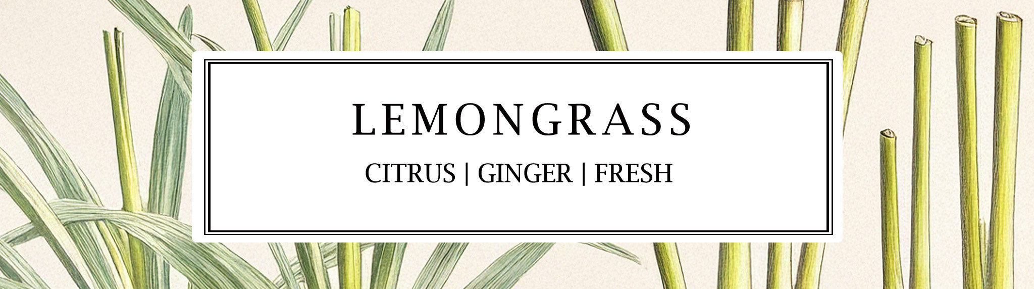 Parkminster Lemongrass soy wax candle, hand-poured with natural ingredients, releasing a fresh, citrusy aroma. A perfect botanical candle gift set for home fragrance lovers.